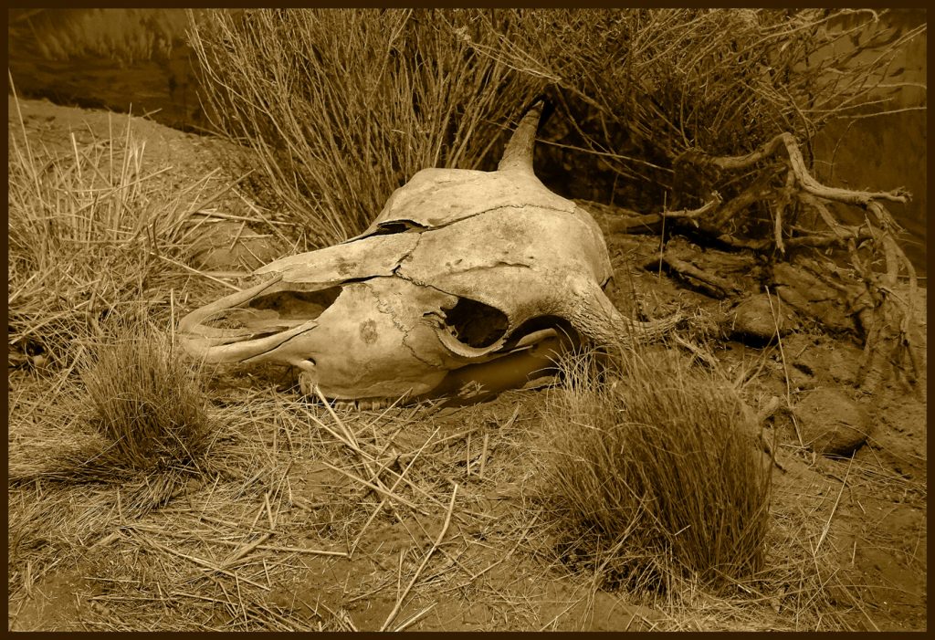 Skull - Neal Thompson